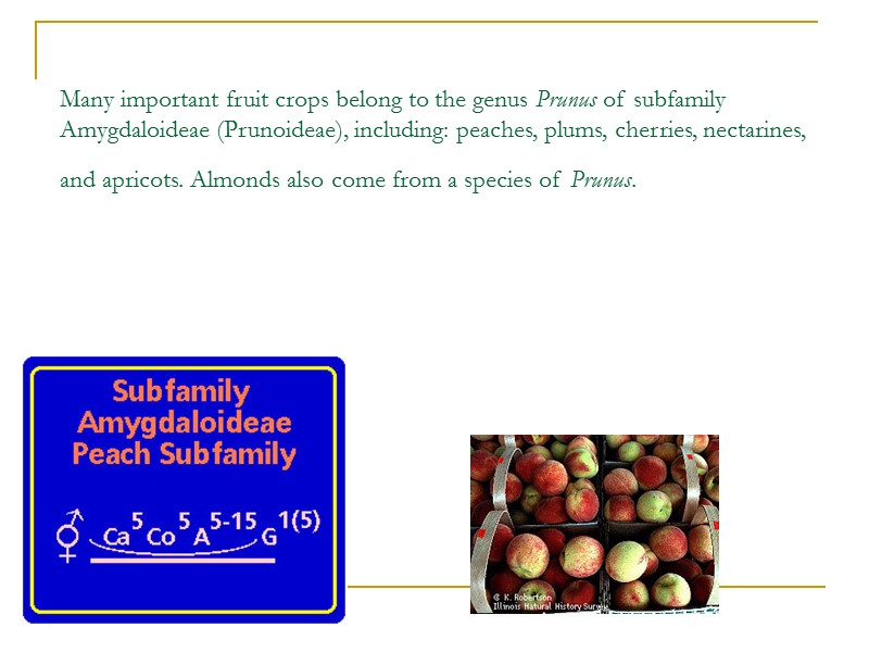 Many important fruit crops belong to the genus Prunus of subfamily Amygdaloideae (Prunoideae), including: